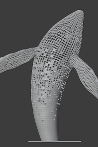 Whale 3D model